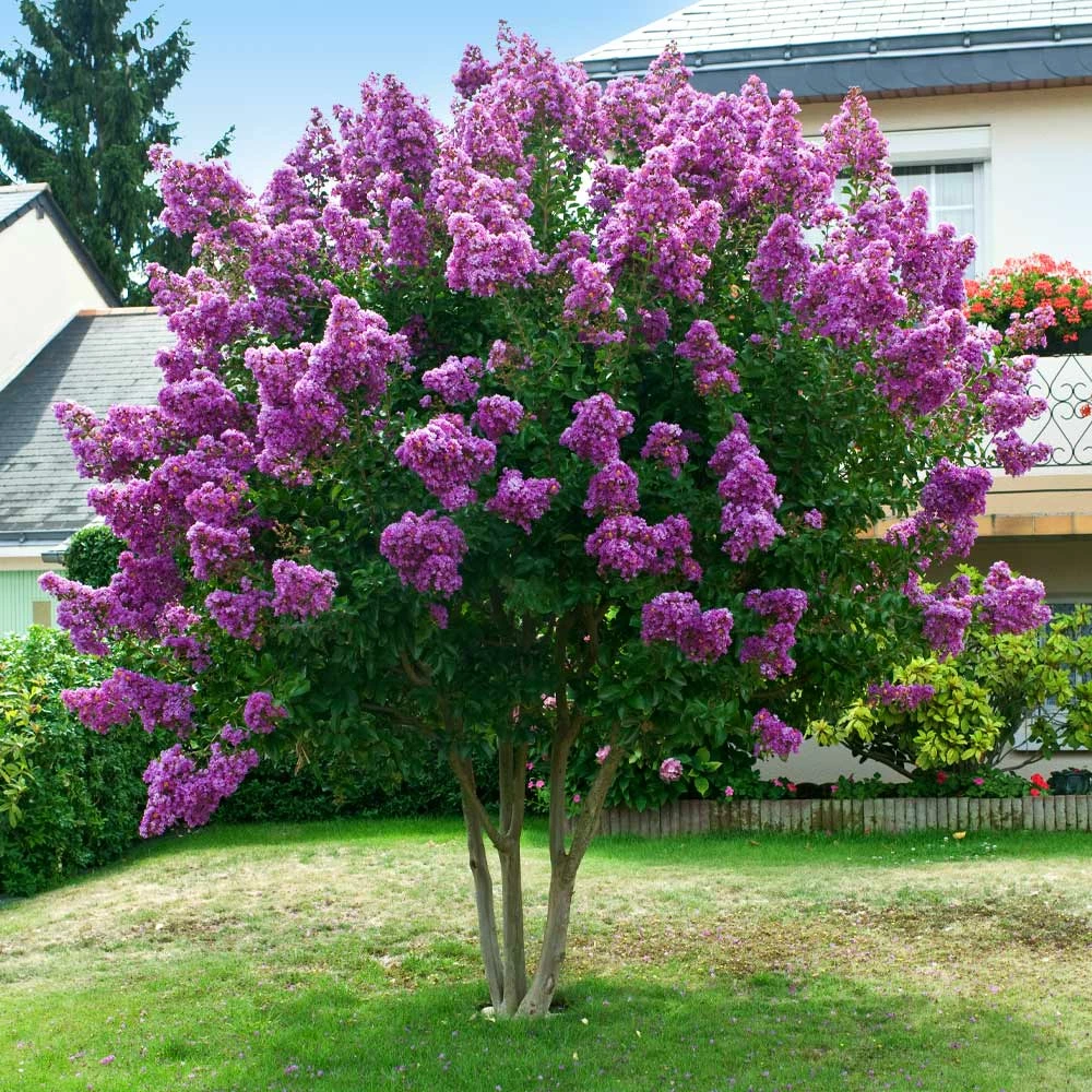 Brighter Blooms Twilight Crape Myrtle Tree Flowering Trees 3 Brighter Blooms Twilight Crape Myrtle Tree Flowering Trees