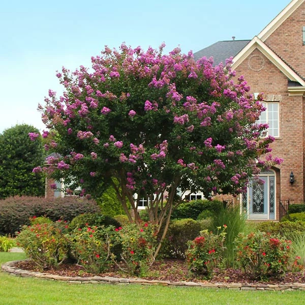 Brighter Blooms Twilight Crape Myrtle Tree Flowering Trees 1 Brighter Blooms Twilight Crape Myrtle Tree Flowering Trees