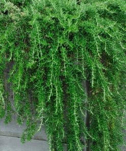 Brighter Blooms Creeping Rosemary SHOP ALL 5 Brighter Blooms Creeping Rosemary SHOP ALL