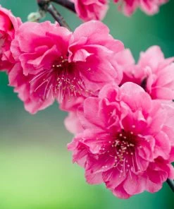 Brighter Blooms Crimson Cascade Weeping Peach Tree 5 Brighter Blooms Crimson Cascade Weeping Peach Tree
