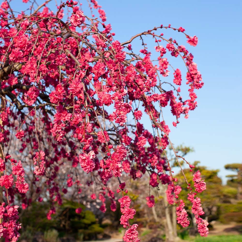 Brighter Blooms Crimson Cascade Weeping Peach Tree 2 Brighter Blooms Crimson Cascade Weeping Peach Tree