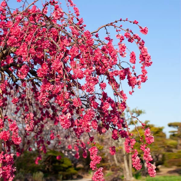 Brighter Blooms Crimson Cascade Weeping Peach Tree 1 Brighter Blooms Crimson Cascade Weeping Peach Tree