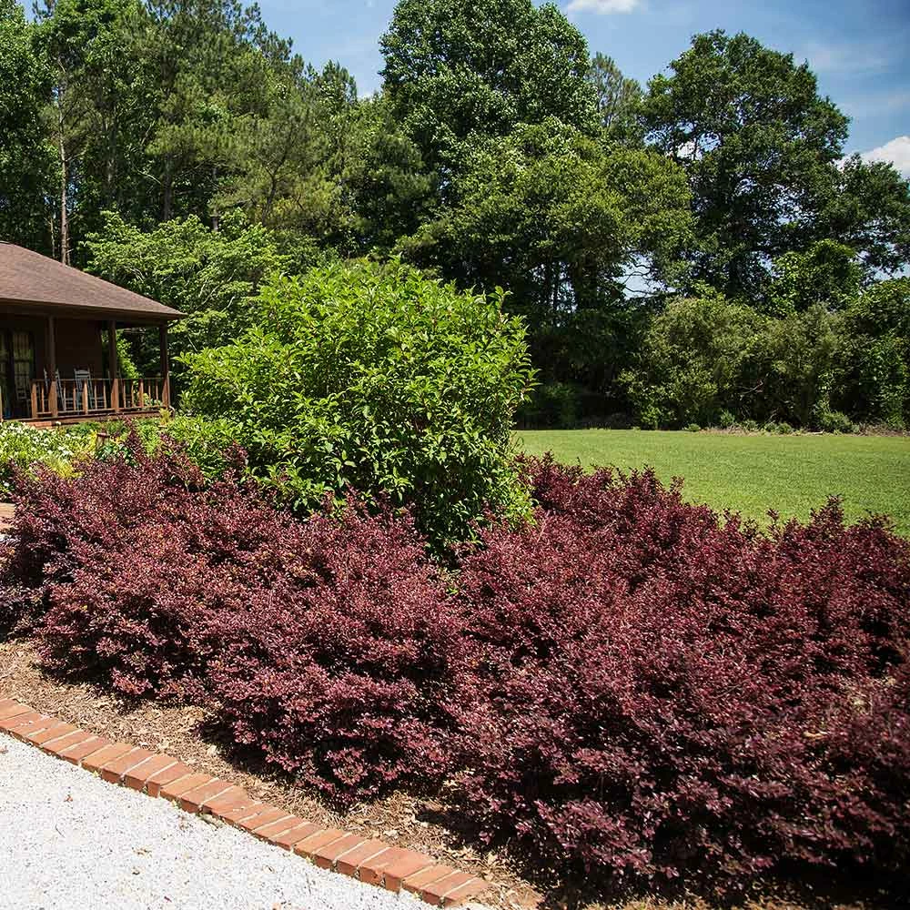 Brighter Blooms Crimson Fire™ Loropetalum 3 Brighter Blooms Crimson Fire™ Loropetalum