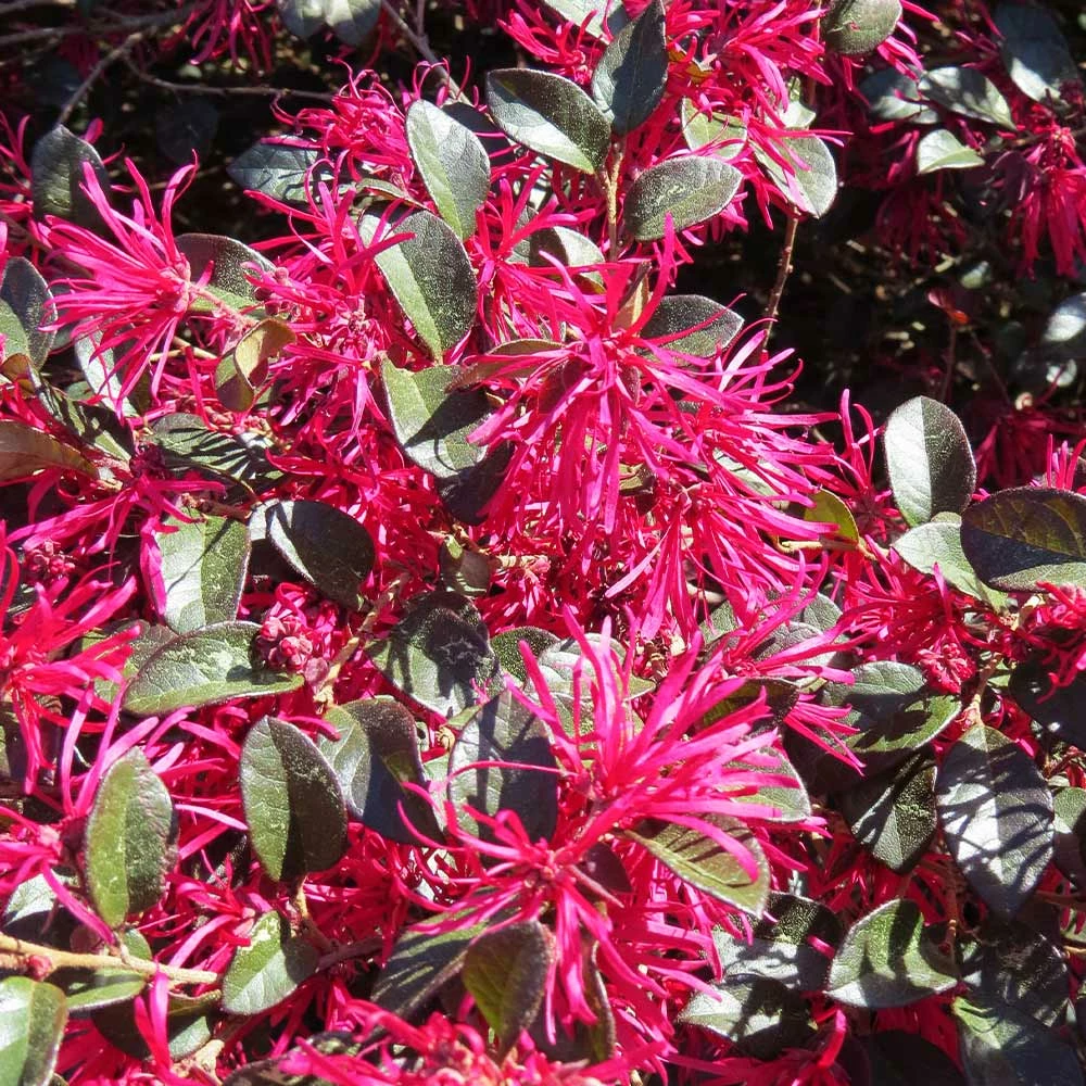 Brighter Blooms Crimson Fire™ Loropetalum 4 Brighter Blooms Crimson Fire™ Loropetalum