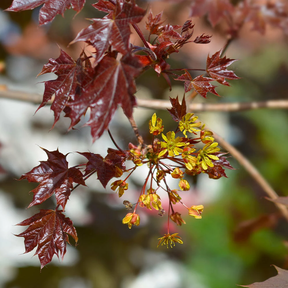 Brighter Blooms Crimson King Maple Tree Shade Trees 5 Brighter Blooms Crimson King Maple Tree Shade Trees