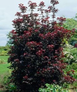 Brighter Blooms Shade Trees Crimson Sentry Norway Maple Tree