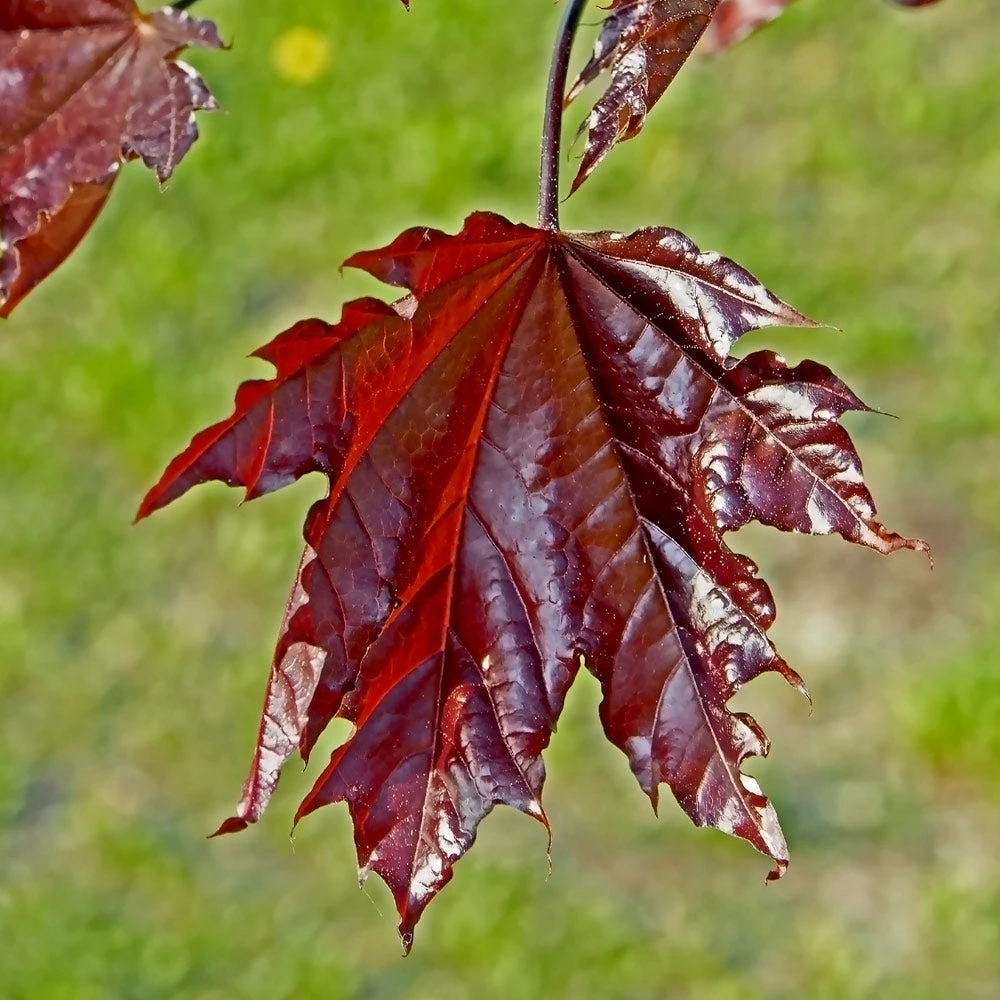 Brighter Blooms Shade Trees Crimson Sentry Norway Maple Tree 3 Brighter Blooms Shade Trees Crimson Sentry Norway Maple Tree