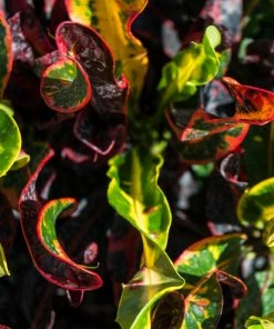 Brighter Blooms House & Patio Mammy' Croton Plant 14 Brighter Blooms House & Patio Mammy' Croton Plant