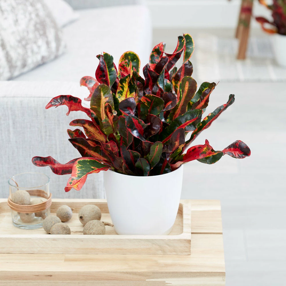 Brighter Blooms House & Patio Mammy' Croton Plant 2 Brighter Blooms House & Patio Mammy' Croton Plant