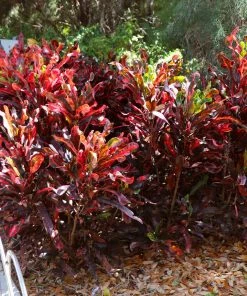 Brighter Blooms House & Patio Mammy' Croton Plant 16 Brighter Blooms House & Patio Mammy' Croton Plant