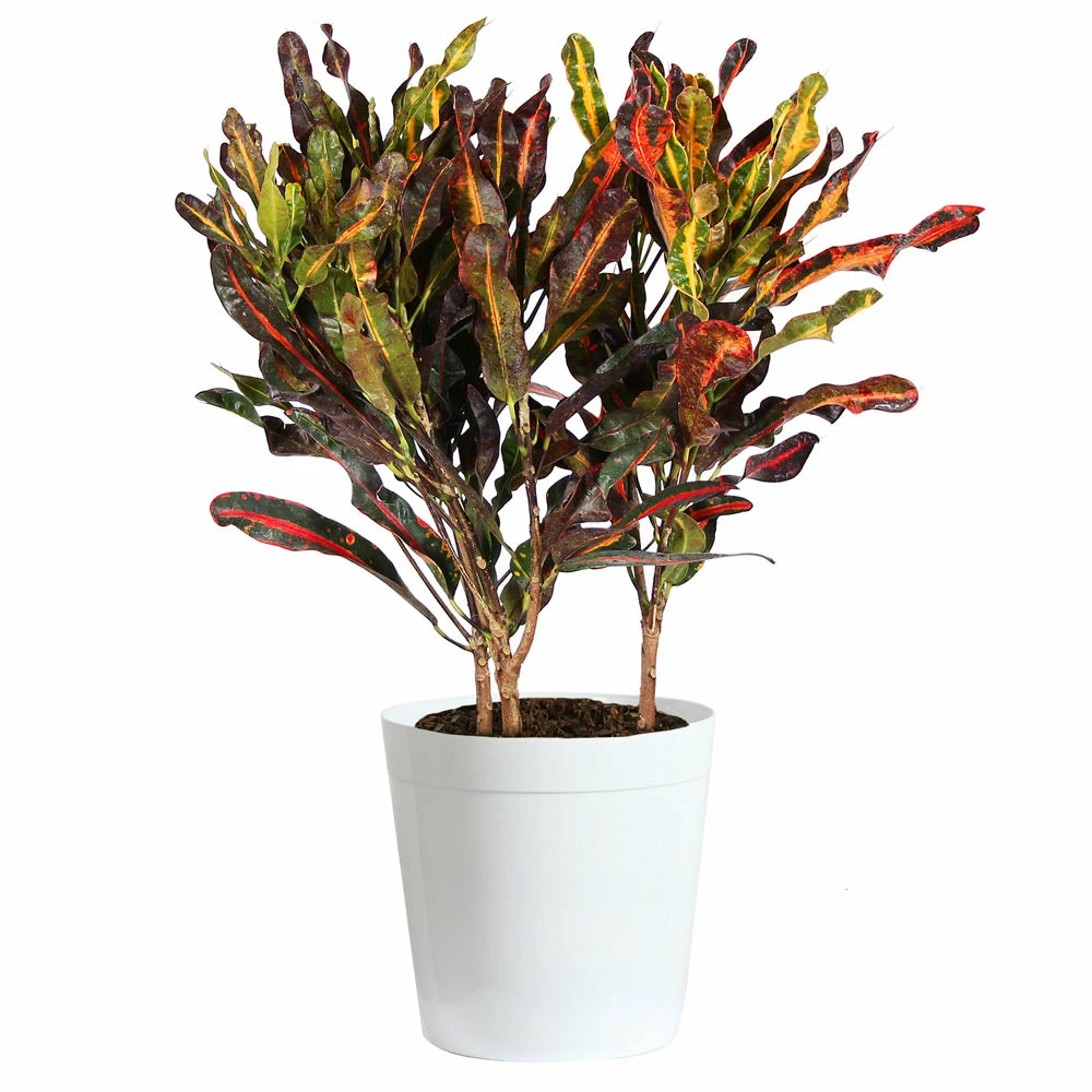 Brighter Blooms House & Patio Mammy' Croton Plant 10 Brighter Blooms House & Patio Mammy' Croton Plant