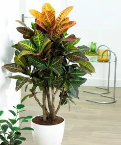 Brighter Blooms Croton Plant