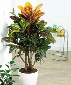 Brighter Blooms Croton Plant