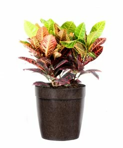 Brighter Blooms Croton Plant 14 Brighter Blooms Croton Plant