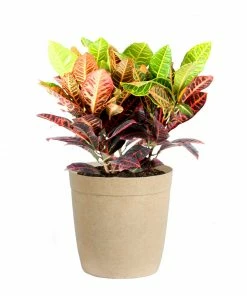 Brighter Blooms Croton Plant 15 Brighter Blooms Croton Plant