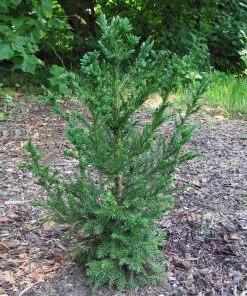 Brighter Blooms Black Dragon Cryptomeria Evergreen & Privacy 7 Brighter Blooms Black Dragon Cryptomeria Evergreen & Privacy