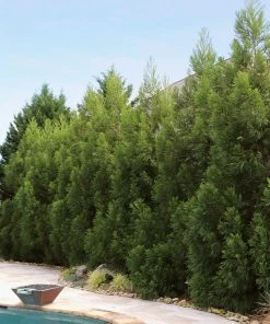 Brighter Blooms Cryptomeria Radicans Tree Evergreen & Privacy