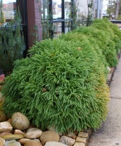 Brighter Blooms Cryptomeria 'Globosa Nana' Evergreen & Privacy