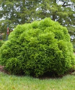 Brighter Blooms Cryptomeria 'Globosa Nana' Evergreen & Privacy
