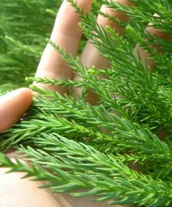 Brighter Blooms Cryptomeria Radicans Tree Evergreen & Privacy
