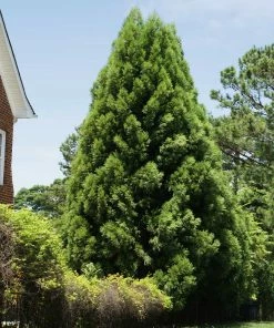 Brighter Blooms Cryptomeria Radicans Tree Evergreen & Privacy