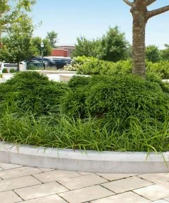 Brighter Blooms Cryptomeria 'Globosa Nana' Evergreen & Privacy