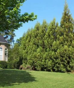 Brighter Blooms Cryptomeria Radicans Tree Evergreen & Privacy