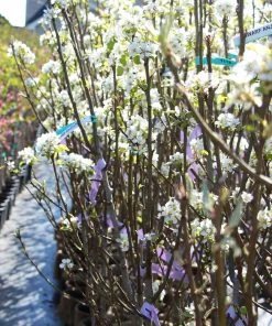 Brighter Blooms D'Anjou Pear Tree Pear Trees