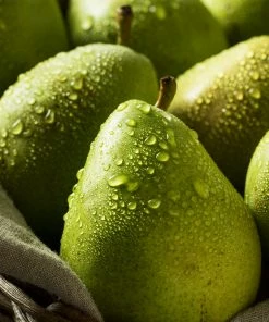 Brighter Blooms D'Anjou Pear Tree Pear Trees