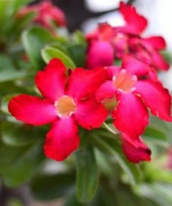 Brighter Blooms Desert Rose Adenium Shrub 8 Brighter Blooms Desert Rose Adenium Shrub