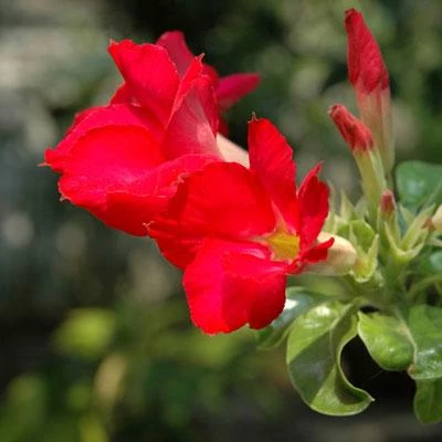 Brighter Blooms Desert Rose Adenium Shrub 5 Brighter Blooms Desert Rose Adenium Shrub