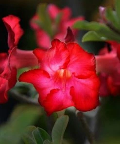 Brighter Blooms Desert Rose Adenium Shrub 7 Brighter Blooms Desert Rose Adenium Shrub