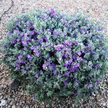 Brighter Blooms Desperado® Sage Plant