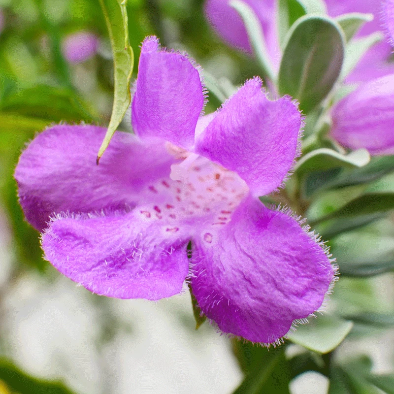 Brighter Blooms Desperado® Sage Plant 3 Brighter Blooms Desperado® Sage Plant