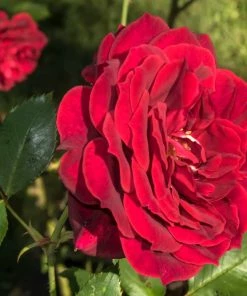 Brighter Blooms Don Juan Rose Roses