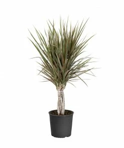 Brighter Blooms Bi-Color Dracaena Plant House & Patio 16 Brighter Blooms Bi-Color Dracaena Plant House & Patio