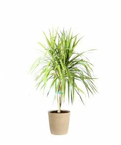 Brighter Blooms House & Patio Braided Madagascar Dragon Tree 15 Brighter Blooms House & Patio Braided Madagascar Dragon Tree