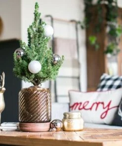 Brighter Blooms Dwarf Alberta Spruce Gift Plant Shrubs & Hedges