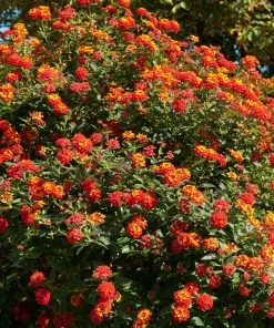 Brighter Blooms Perennials Dallas Red Lantana