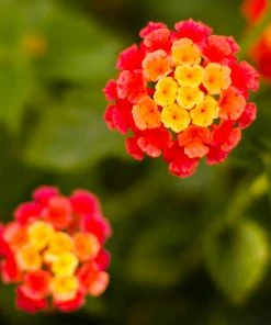 Brighter Blooms Perennials Dallas Red Lantana