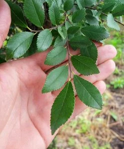 Brighter Blooms Shade Trees DannaSpire Columnar Elm Tree