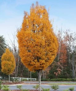 Brighter Blooms Shade Trees DannaSpire Columnar Elm Tree