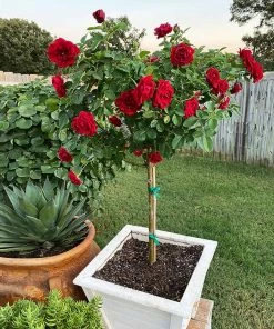 Brighter Blooms Dancing In The Dark™ Rose Tree