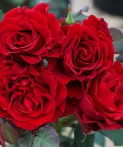 Brighter Blooms Dancing In The Dark™ Rose Tree