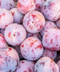 Brighter Blooms Dapple Dandy Pluot Tree Fruit Trees