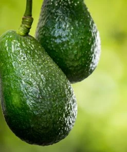 Brighter Blooms Condo™ Avocado Tree