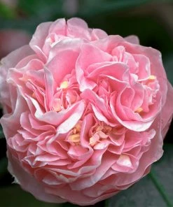 Brighter Blooms Shrubs & Hedges Debutante Camellia Shrub