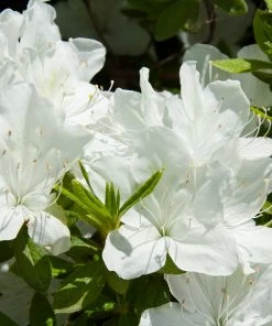 Brighter Blooms Shrubs & Hedges Delaware Valley White Azalea Shrub 6 Brighter Blooms Shrubs & Hedges Delaware Valley White Azalea Shrub