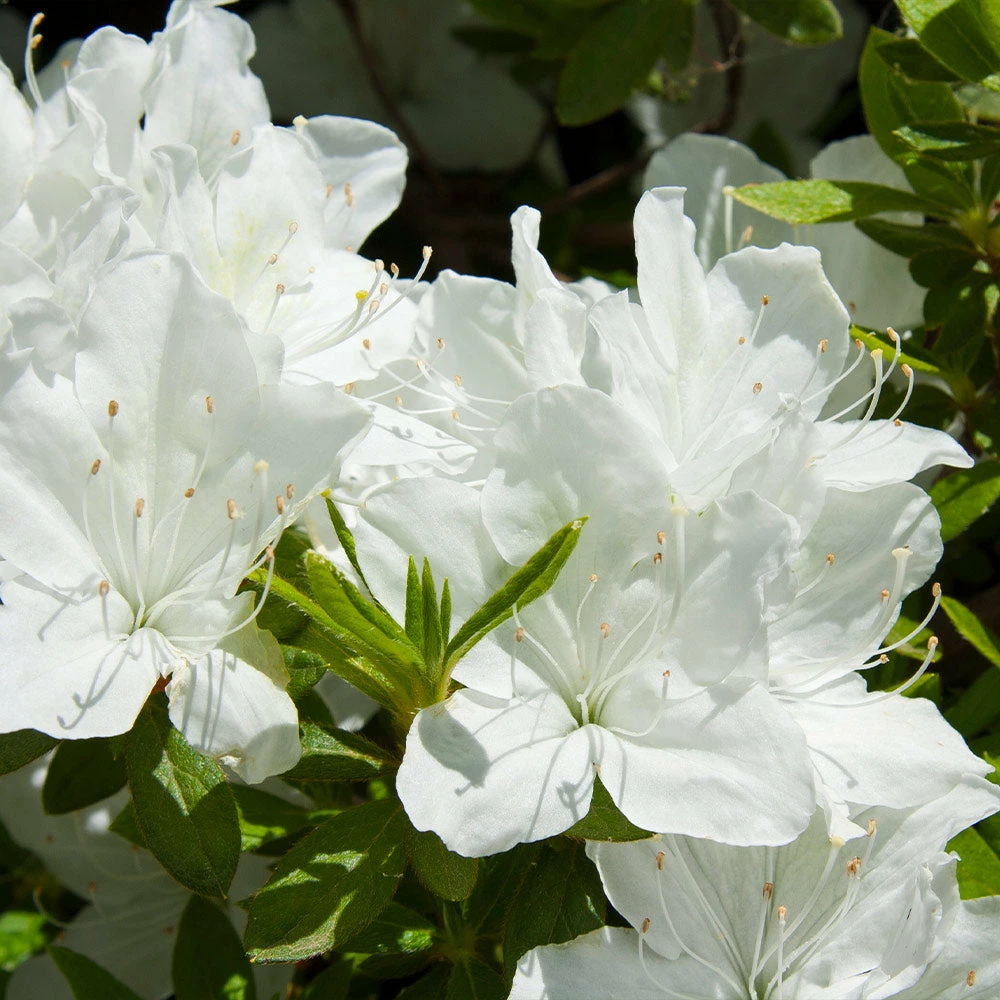 Brighter Blooms Shrubs & Hedges Delaware Valley White Azalea Shrub 3 Brighter Blooms Shrubs & Hedges Delaware Valley White Azalea Shrub