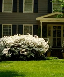 Brighter Blooms Shrubs & Hedges Delaware Valley White Azalea Shrub 7 Brighter Blooms Shrubs & Hedges Delaware Valley White Azalea Shrub